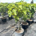 Figovník obyčajný (Ficus carica) DUO - ´BLACK AND WHITE´ - výška 50-70 cm, kont. C7,5L (-20°C)